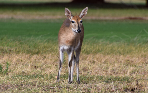 Common grey duiker in Zimbabwe.