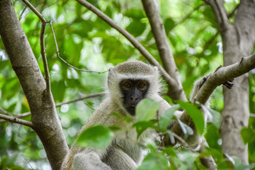 An adult vervet monkey on a tree in a nature reserve in Zimbabwe