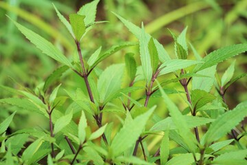 Fototapeta premium Ageratina riparia (mistflower, creeping croftonweed, mistflower, river-eupatorium, spreading snakeroot, roro ireng). It has most commonly been used as an ornamental plant