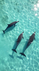 Obraz premium dolphins swimming gracefully through turquoise waters