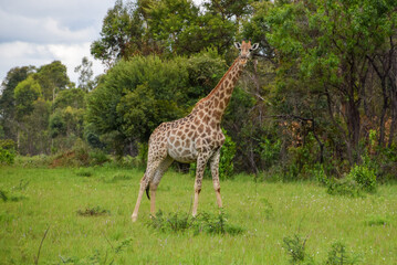 An adult giraffe in a nature reserve in Zimbabwe.