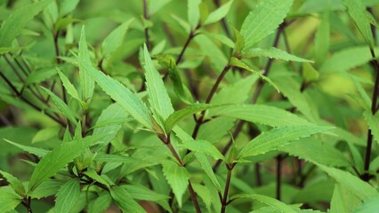 Ageratina riparia (mistflower, creeping croftonweed, mistflower, river-eupatorium, spreading snakeroot, roro ireng). It has most commonly been used as an ornamental plant