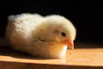 A small newborn yellow broiler chicken on a black background. Agricultural industry