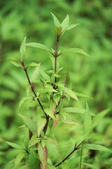 Ageratina riparia (mistflower, creeping croftonweed, mistflower, river-eupatorium, spreading snakeroot, roro ireng). It has most commonly been used as an ornamental plant