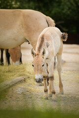 Przewalski's Horse is grazing in a zoo. Autumn day at the zoo