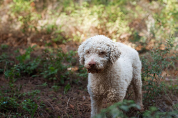 Lagotto Romagnolo dog,  truffle hunting breed. Looking for truffles with its owner in the forest. Specialized dog at work. Dog walking outdoors