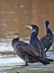 cormorant with one leg only at Hannover Maschsee