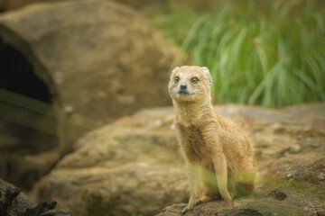 Fototapeta premium A mongoose is sitting in its enclosure at the zoo. Summer sunny day at the zoo. Happy animal in captivity