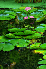 Tropical Garden, Queensland, Australia