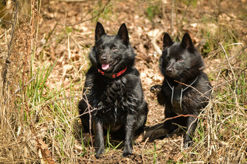 Two dogs of schipperke are sitting in grass. Summer day in nature with dogs. walk with dog.	

