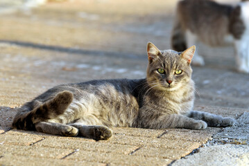 young cat in the village of Santa Maria di Leuca Italy
