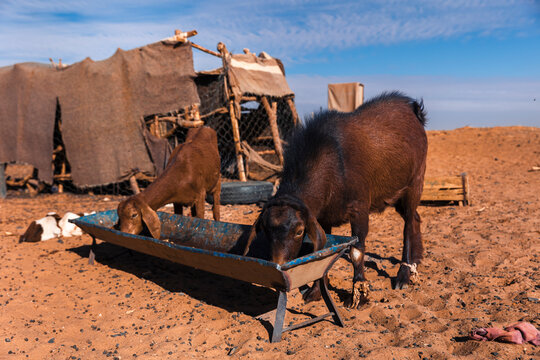 Two brown goats drinking water in the Sahara desert, Merzouga. Morocco