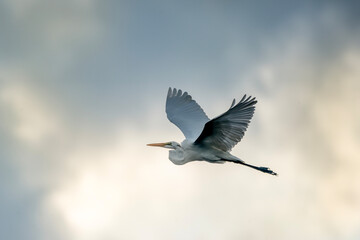 heron in flight