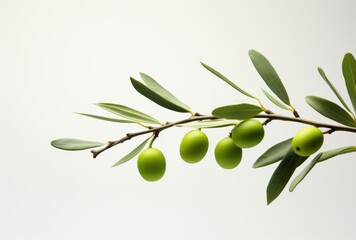 the branch with green olives sitting on it