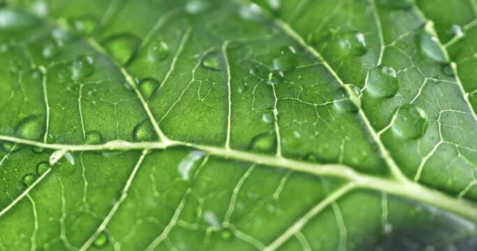 Super slow motion macro of herbal essence dropping on fresh green leaf for essential oil extract at 1000 fps. Spa, wellness center, skin care products.