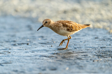 bird on the beach wading