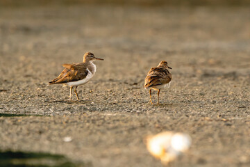two little wading water birds mating or fighting ritual