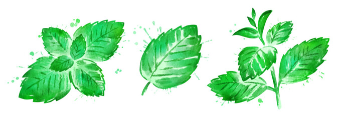 Vector Watercolor collection of isolated illustrations of mint branch and leaves with paint splashes