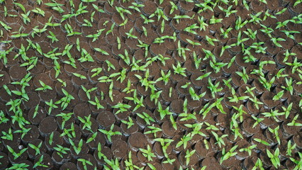 sowing plant seeds in polybags