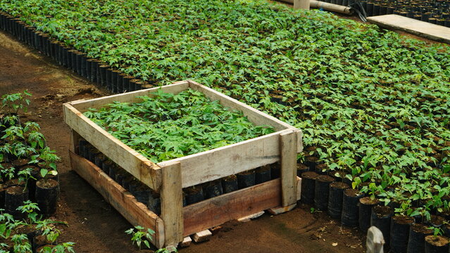 seedlings in a greenhouse