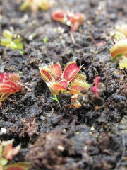 Zbliżenie na miniaturowe siewki muchołówki Dionaea