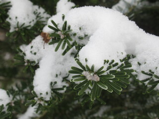 Zbliżenie na gałązki jodły pokryte śniegiem