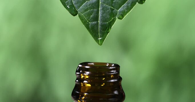 Super slow motion close up of herbal essence dropping from fresh green leaf into bottle for essential oil extract at 1000 fps. Spa, wellness center, skin care products.