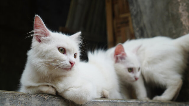 two white cats look into the distance