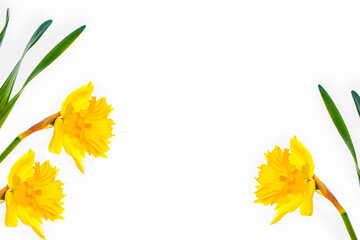 Beautiful narcissus flower isolated on white background.