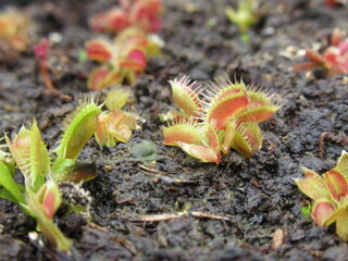 Zbliżenie na miniaturowe siewki muchołówki Dionaea