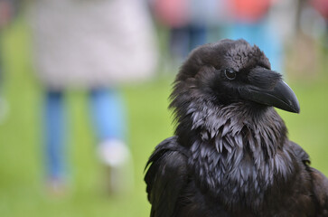 Kruk. (Corvus corax). Piękny czarny ptak. Pióra na dziobie.