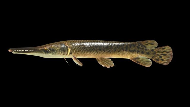 Alligator gar fish swimming in place on black background Video, FISH Animation, Fish Swim green Screen Video, 3D Animation, Underwater, Single and Group, Near camera, aquatic animals, 4K Footage
