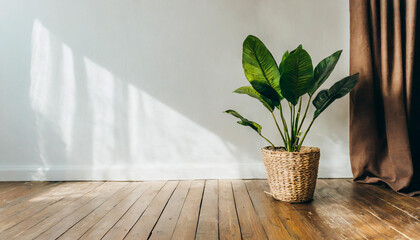 Plant against a white wall mockup. White wall mockup with brown curtain, plant and wood floor. 3D