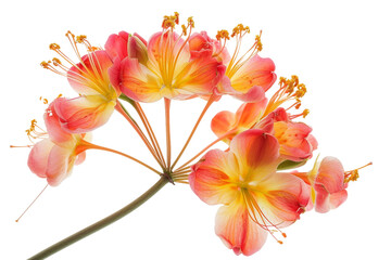 Pulcherrima Blossom Tropical Delight on Transparent Background, PNG