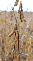 Soybeans ripen on the farmer's field