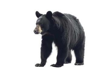 The Black Bear on Transparent Background, PNG