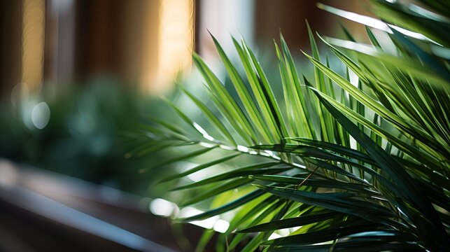 Close-Up of Palm Leaves Captures the Essence of Palm Sunday, Sunlit Palm Fronds Inside a Tranquil Church