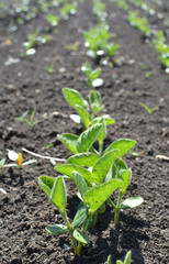 Soybean seedlings on a farm field