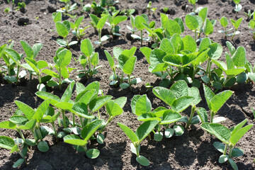 Soybean seedlings on a farm field