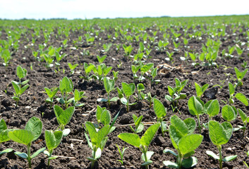 Soybean seedlings on a farm field