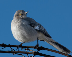 Northern Mocking bird on a limb