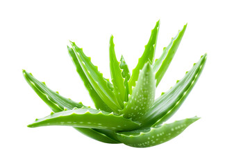 Miracle Plant Aloe Vera on Transparent Background, PNG