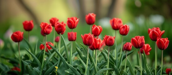 Fototapeta premium A group of vibrant red tulips with delicate petals is flourishing in a garden, adding beauty to the natural landscape with their presence as flowering plants.