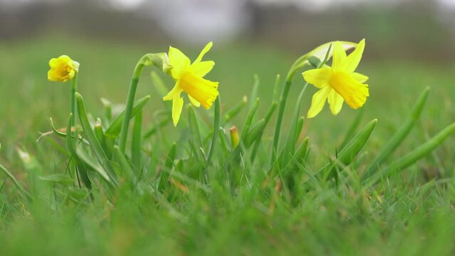 Jonquil in meadow. Spring flower and defocused nature background