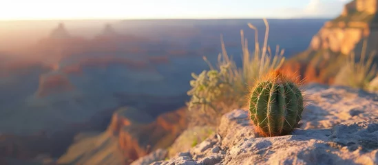 Gordijnen Beautiful cactus plant growing on a rugged rock in the dry desert landscape under the scorching sun © AkuAku