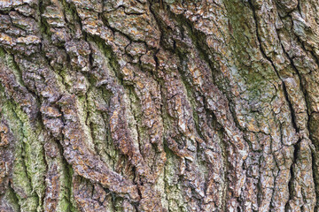 Oak tree bark, close up, can be used as background