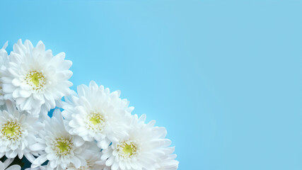 White chrysanthemum flowers on blue background. Copy space.