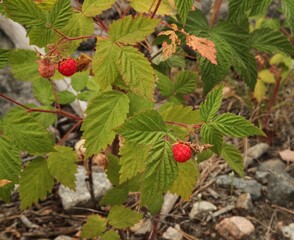 Wild Red Raspberry (Rubus idaeus) in Beartooth Mountains, Montana