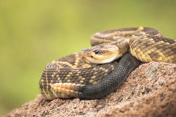 CASCABEL CROTALUS
