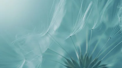 Rolgordijnen Generative AI : dandelion plant with seeds isolated on blue © The Little Hut